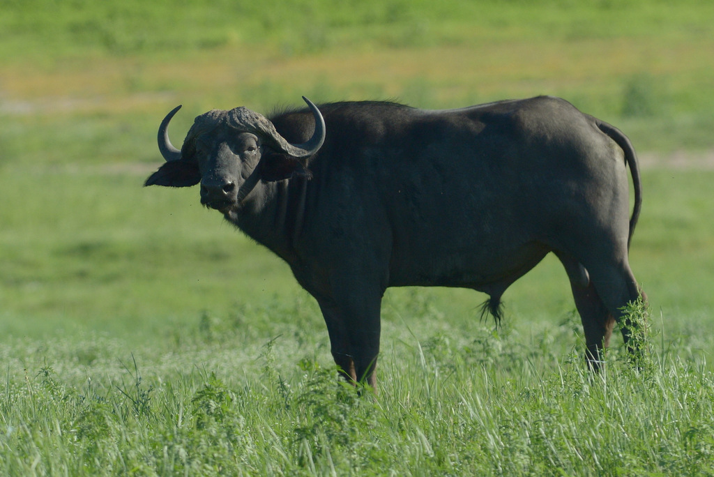 Buffle du Cap/Cape Buffalo (2)