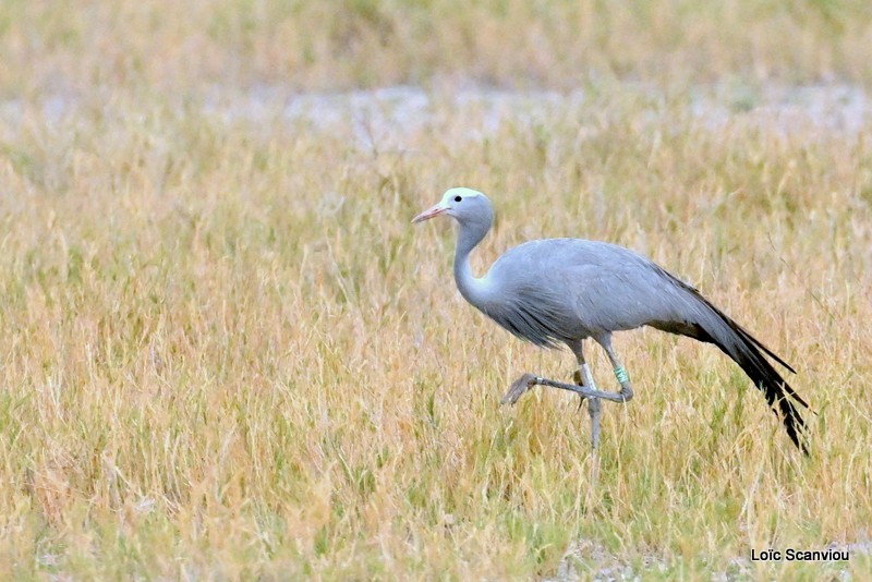Grue de paradis/Blue Crane (2)