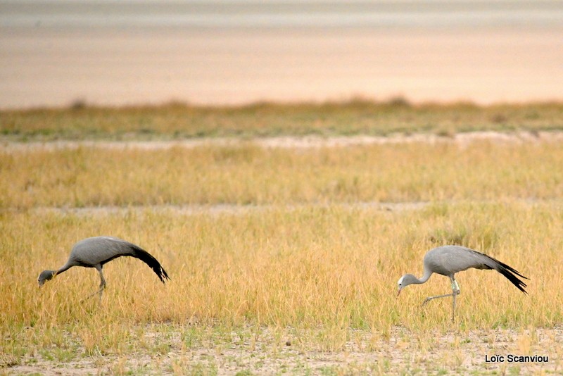 Grue de paradis/Blue Crane (3)