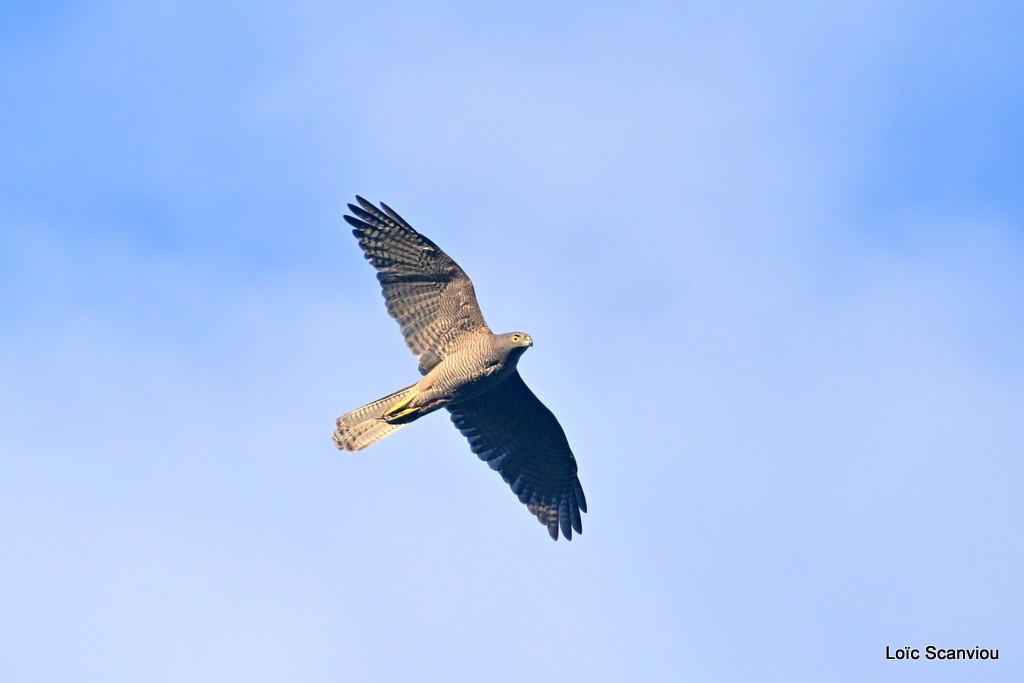 Autour australien/Brown Goshawk