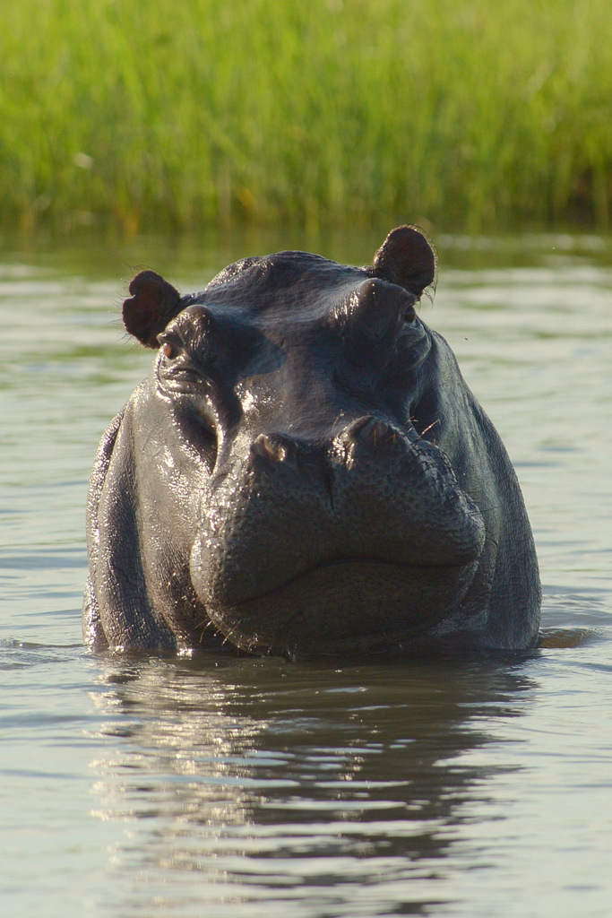 Hippopotame/Hippopotamus (9)