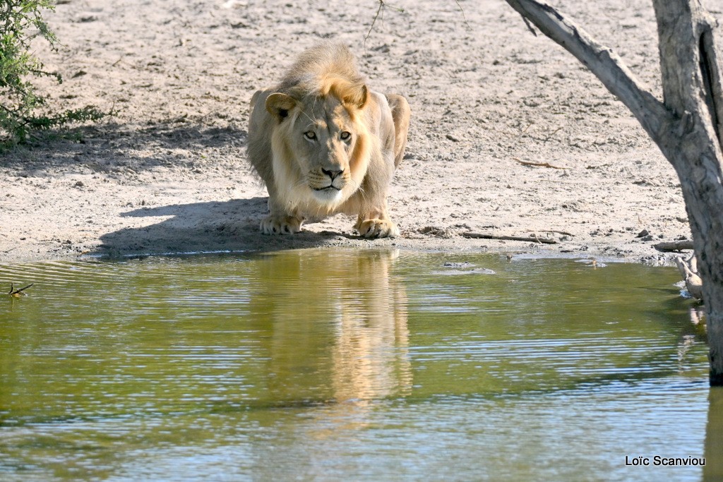 Lion (8)
