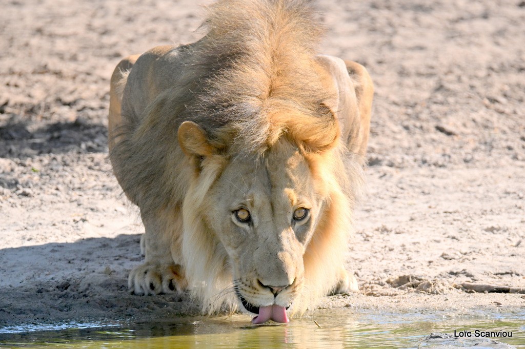 Lion (9)