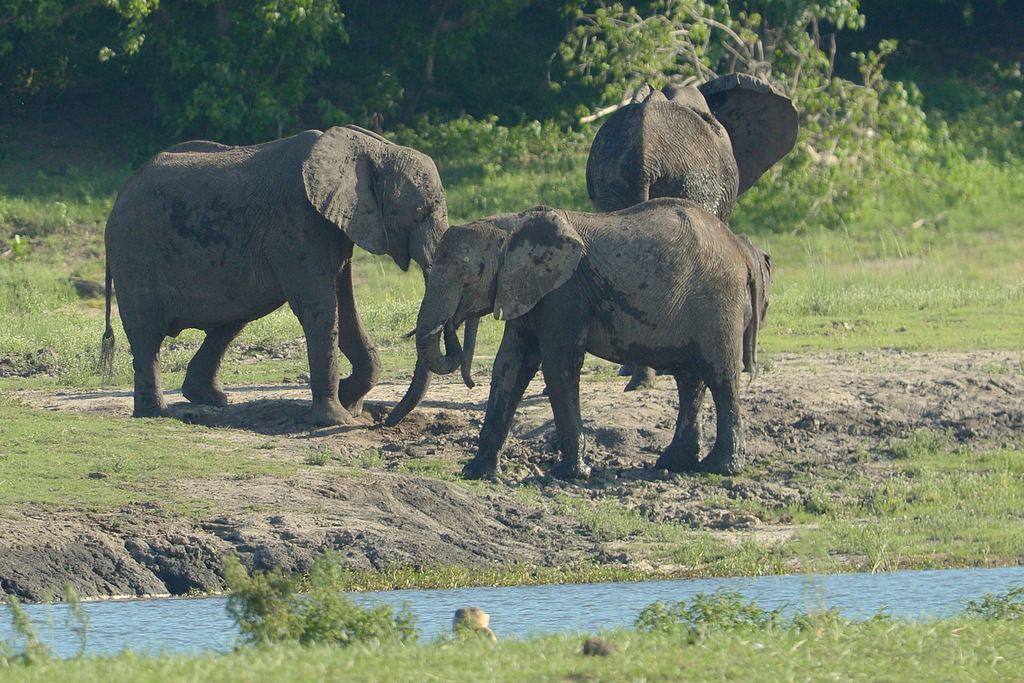 Eléphant (5)