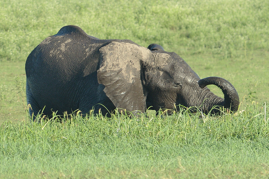 Eléphant (6)