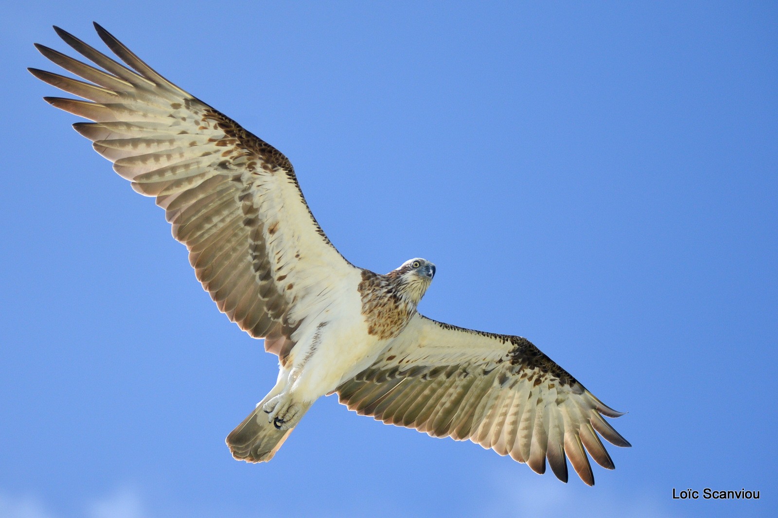 Balbuzard pêcheur/Osprey (22)