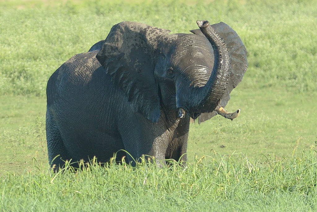 Eléphant (7)