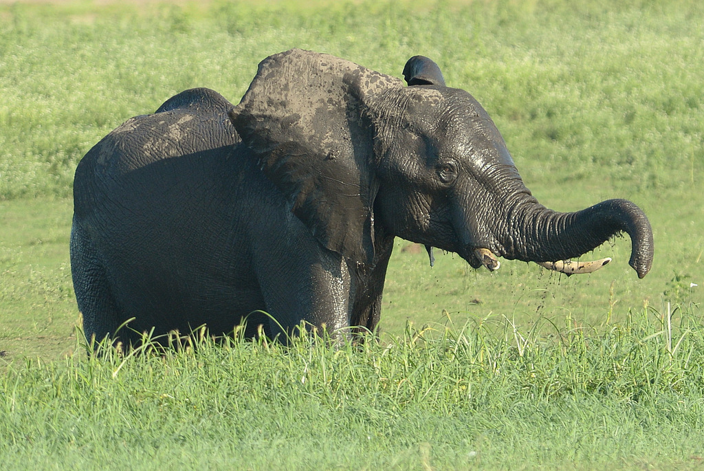 Eléphant (8)