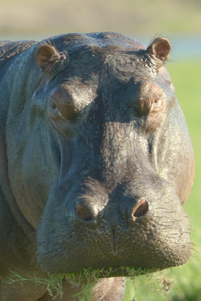 Hippopotame/Hippopotamus (10)