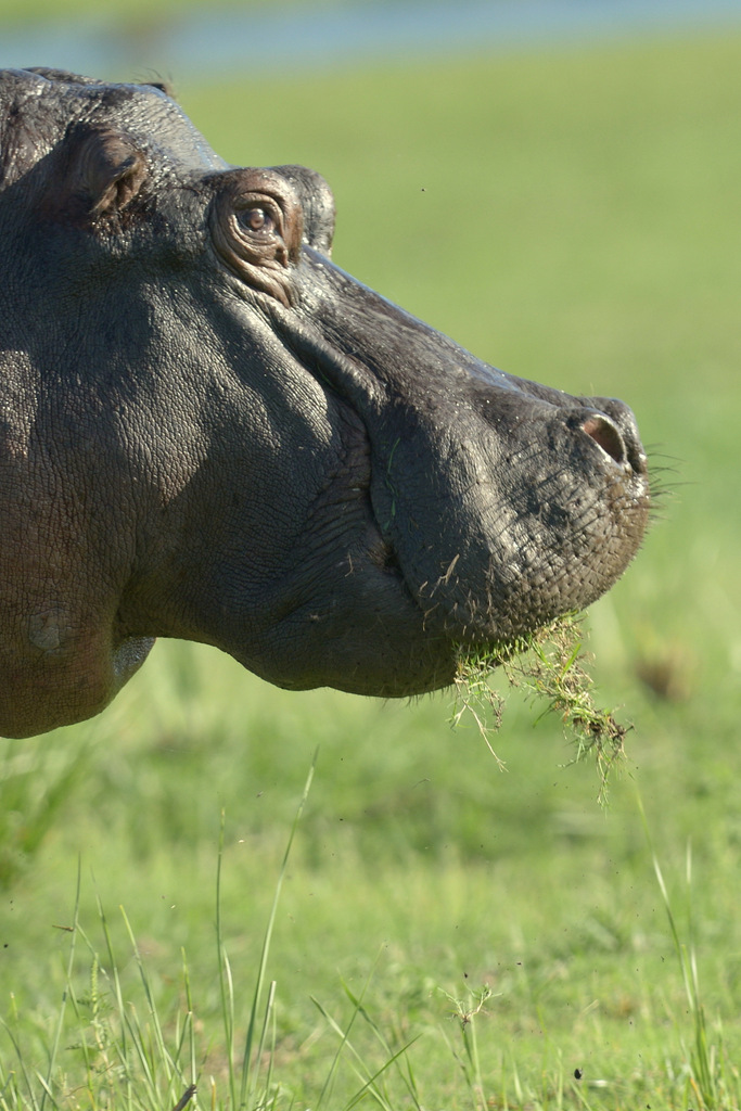 Hippopotame/Hippopotamus (11)