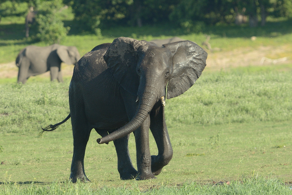 Eléphant (9)