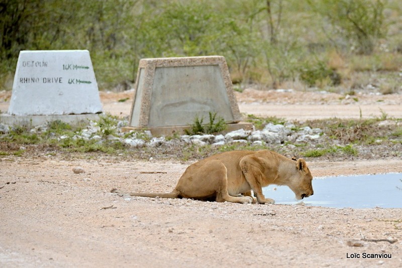 Lionne/Lioness (2)