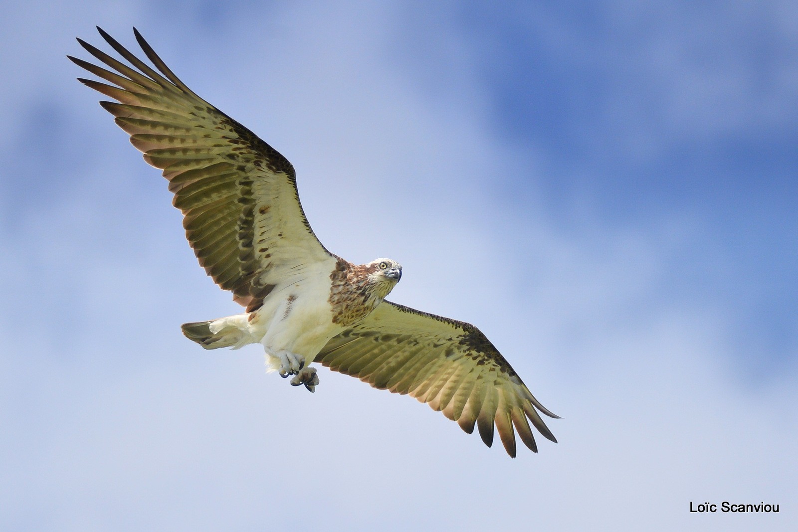 Balbuzard pêcheur/Osprey (23)