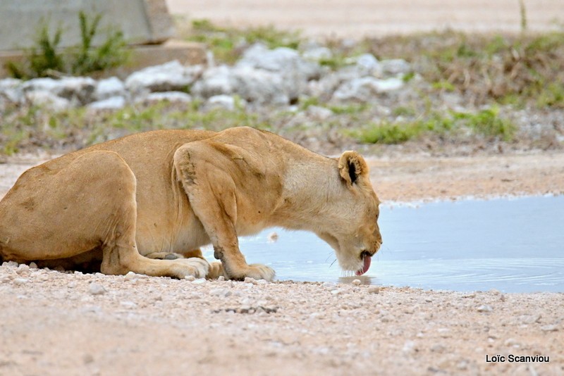 Lionne/Lioness (3)