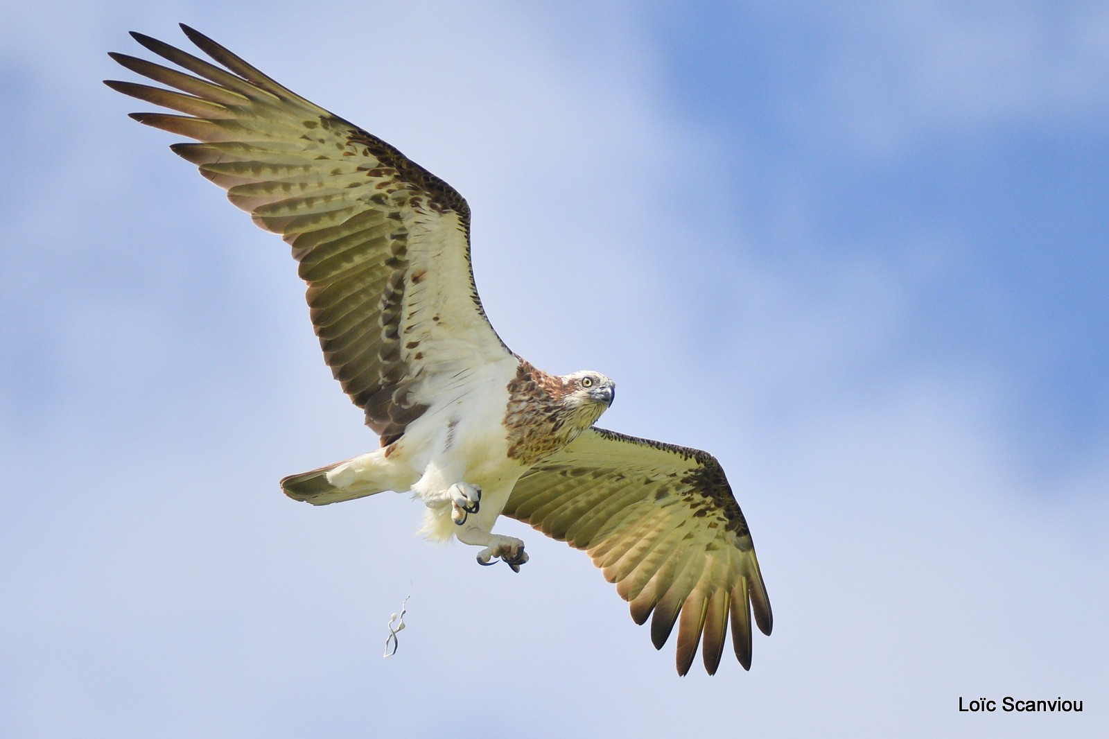 Balbuzard pêcheur/Osprey (24)