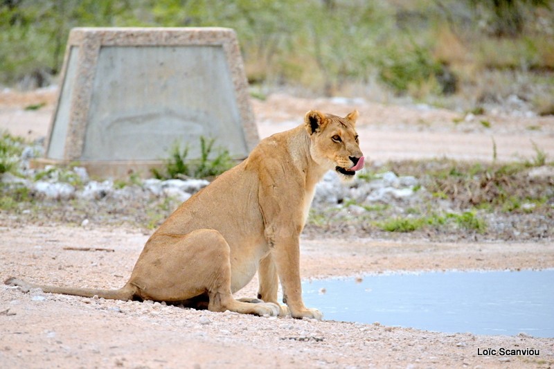 Lionne/Lioness (4)