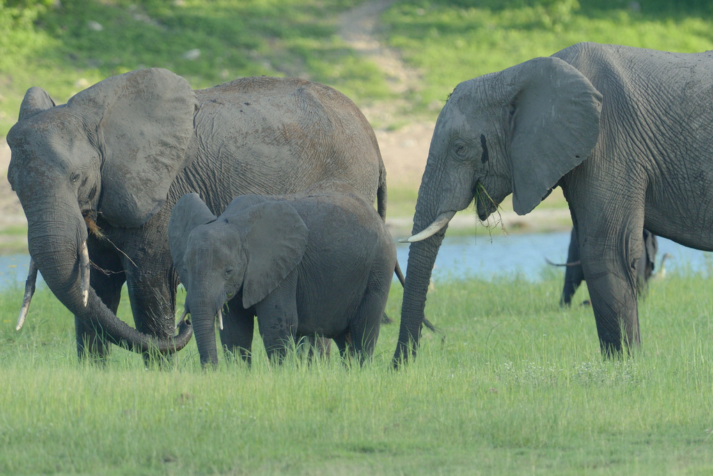 Eléphant (11)