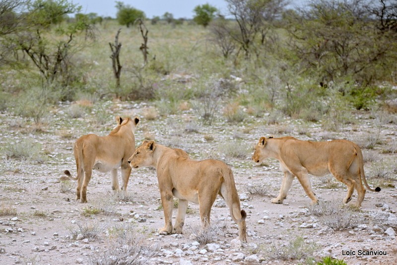 Lionne/Lioness (6)