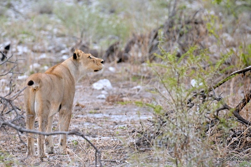 Lionne/Lioness (7)