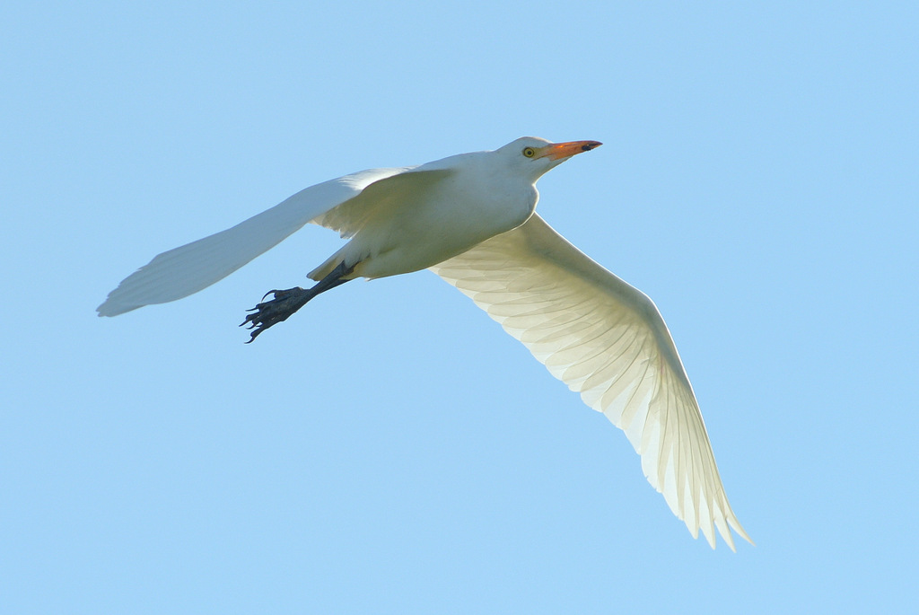 Héron garde-boeufs/Cattle Egret (1)