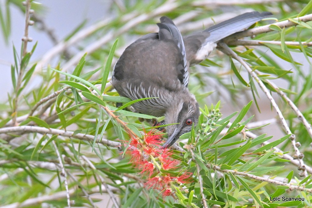 Polochion moine/New Caledonian Friarbird (2)