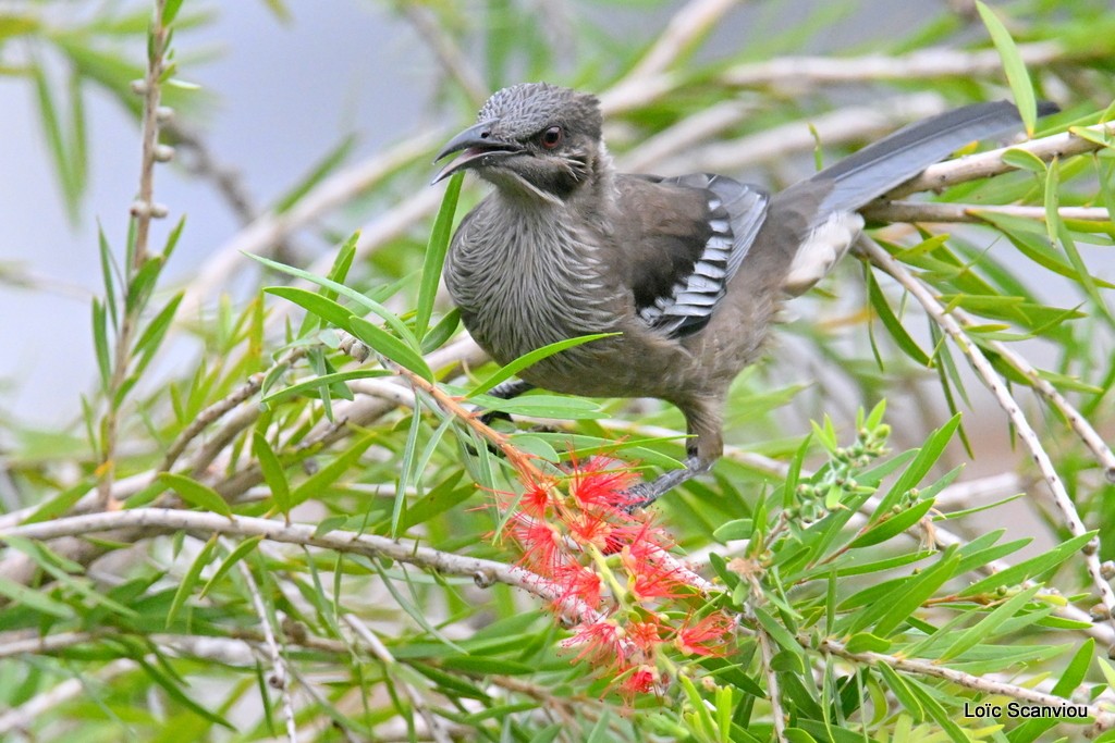 Polochion moine/New Caledonian Friarbird (1)