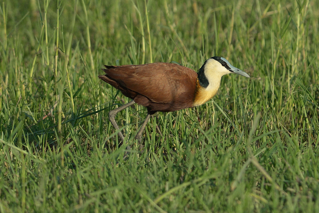 Jacana à poitrine dorée/African Jacana (2)