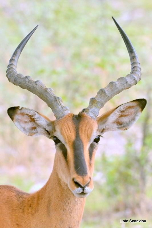 Impala à face noire/Black-faced Impala (1)