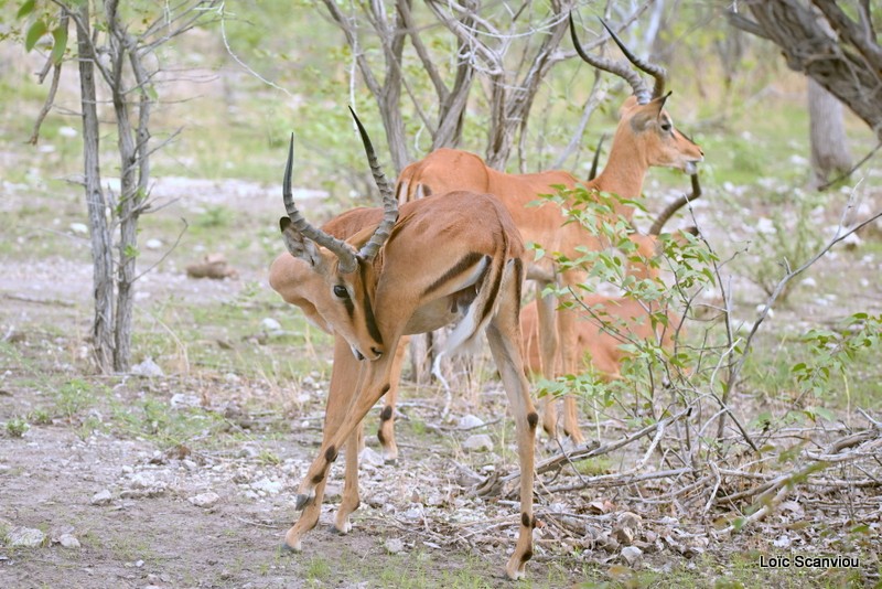 Impala à face noire/Black-faced Impala (2)
