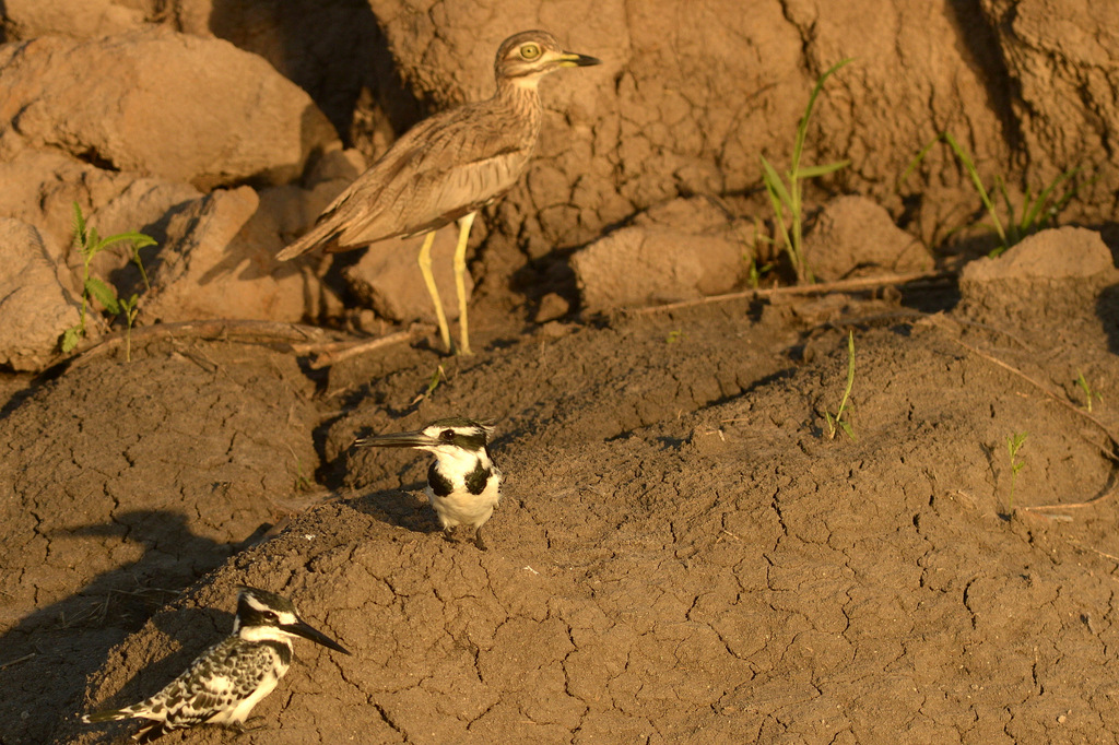 Martin-pêcheur pie/Pied Kingfisher (4)