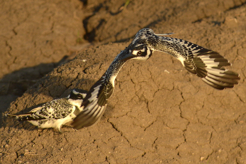 Martin-pêcheur pie/Pied Kingfisher (5)