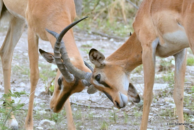 Impala à face noire/Black-faced Impala (3)