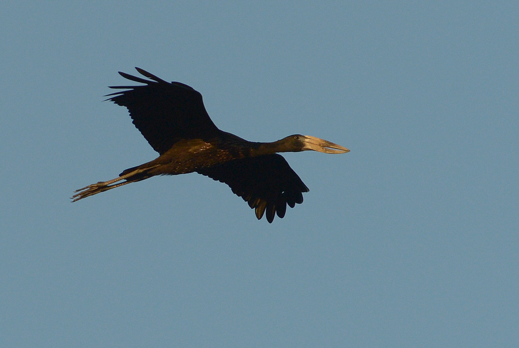 Bec-ouvert d'Afrique/African Openbill Stork (2)