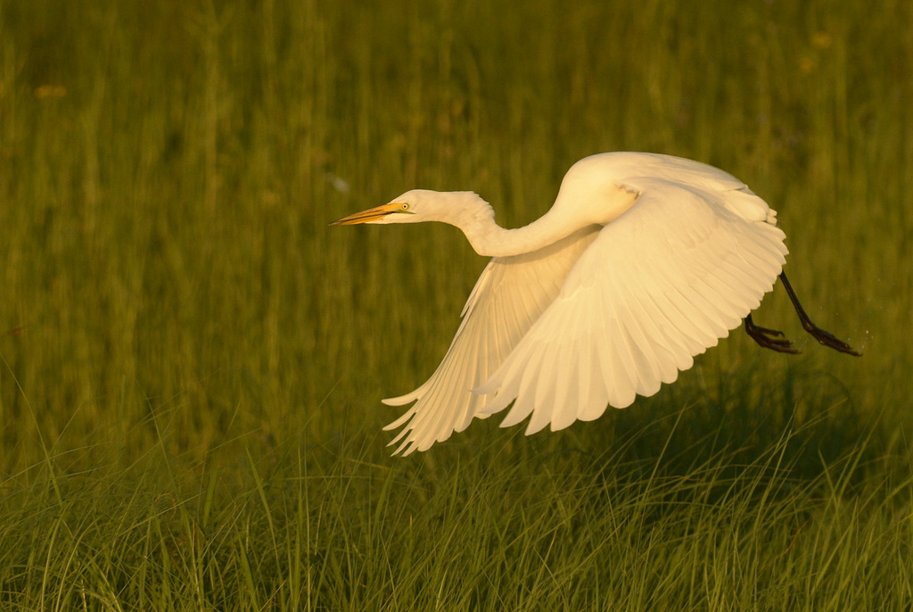 Grande aigrette/Great White Egret (2)