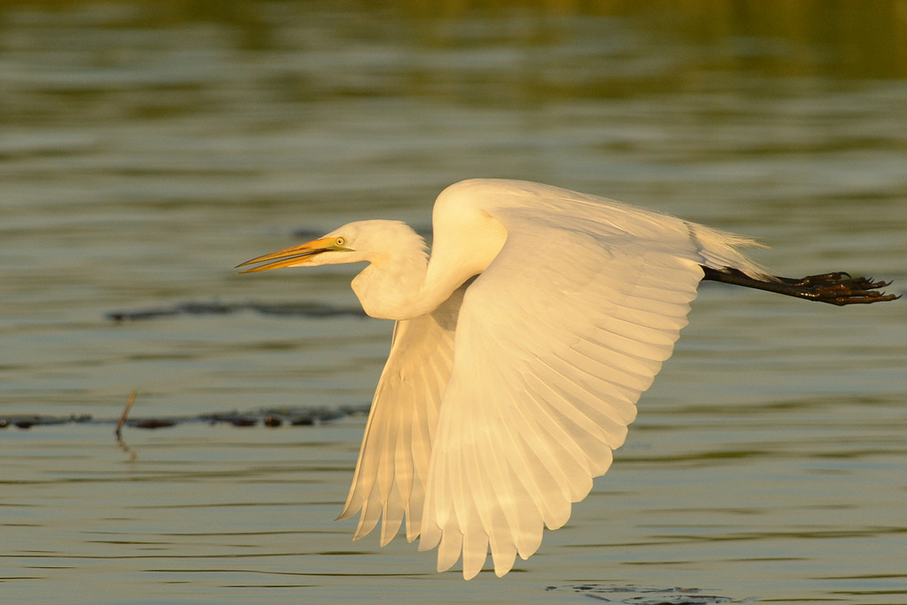 Grande aigrette/Great White Egret (3)