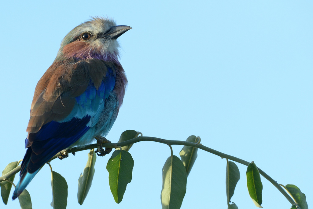 Rollier à longs brins/Lilac-breasted Roller (2)