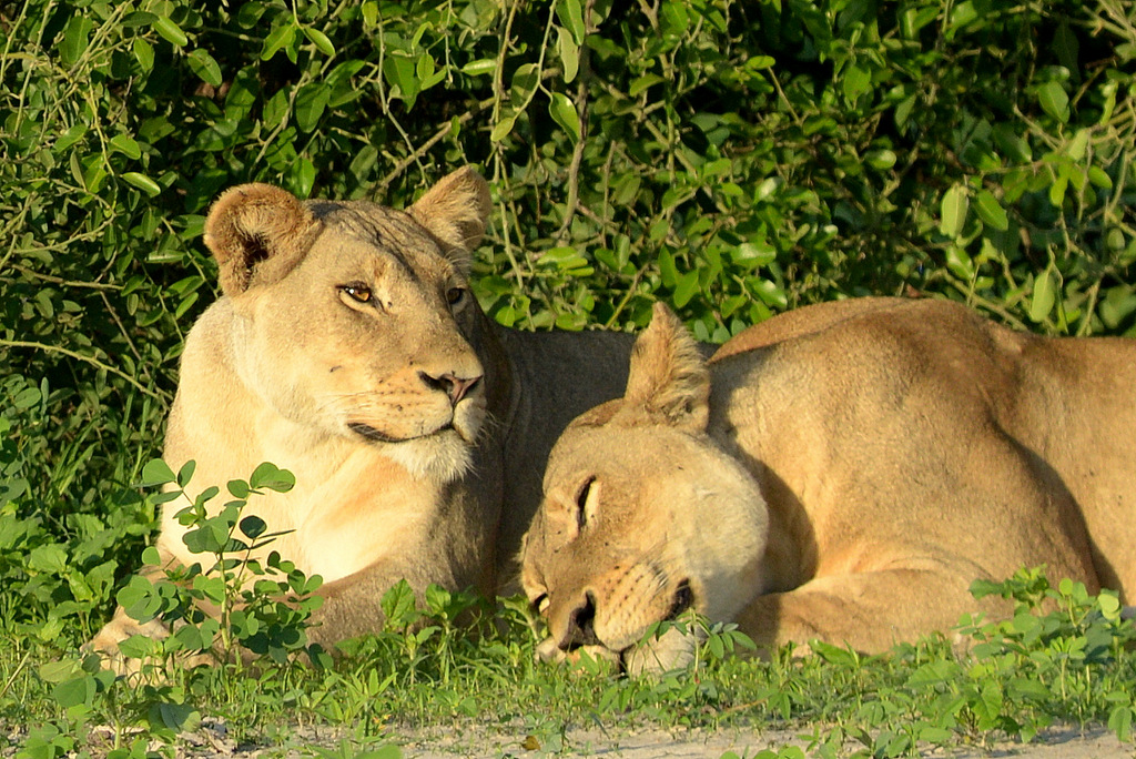 Lion (1)