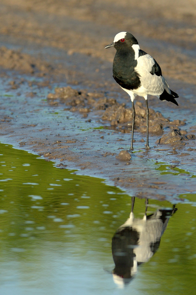 Vanneau armé/Blacksmith Lapwing (1)
