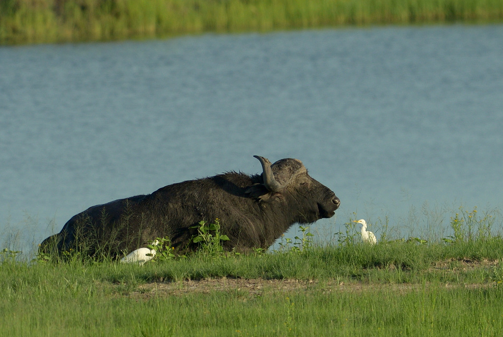Buffle du Cap/Cape Buffalo (3)