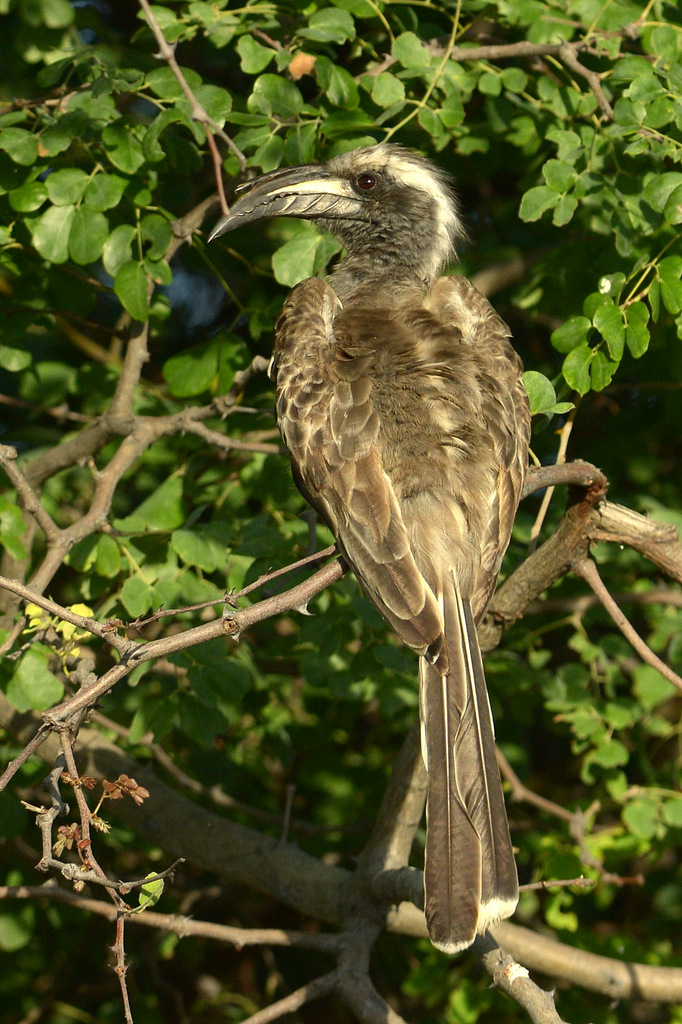 Calao à bec noir/African Grey Hornbill (1)