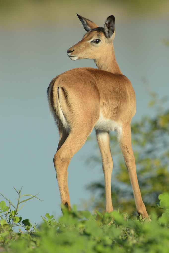 Impala (4)