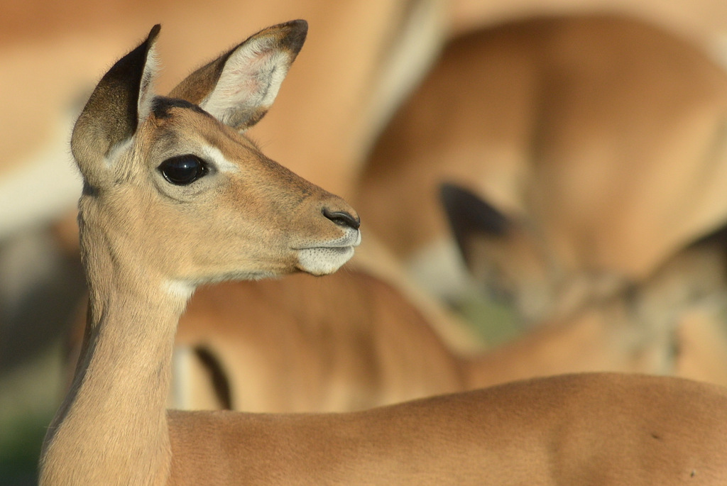 Impala (5)