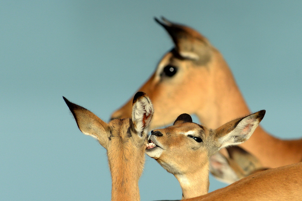 Impala (6)