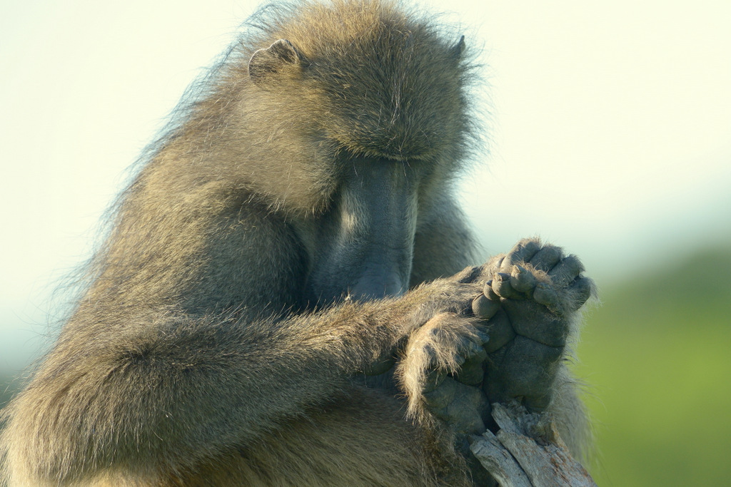 Babouin/Baboon  (3)