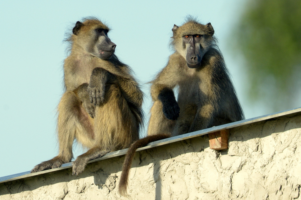 Babouin/Baboon (4)