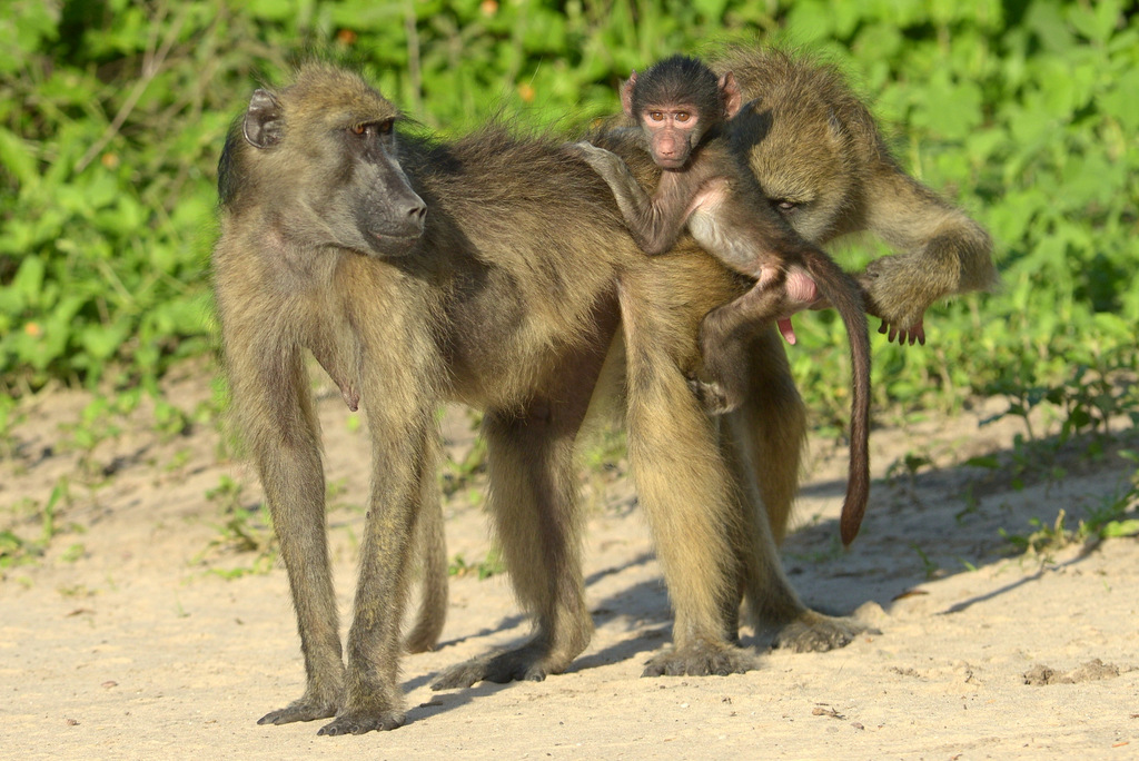 Babouin/Baboon (5)