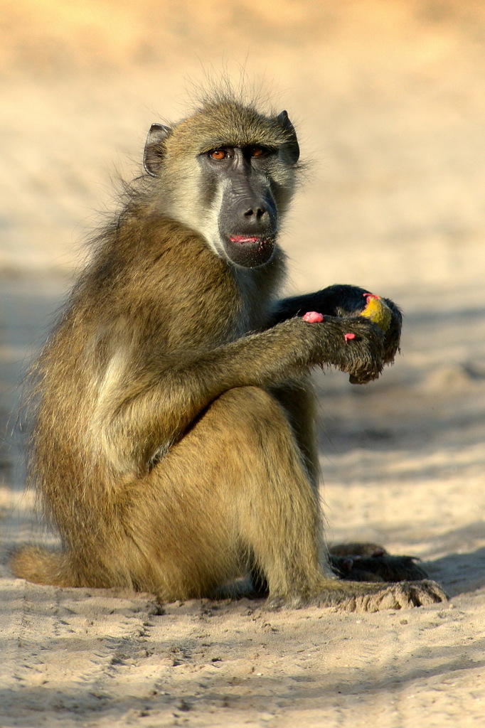 Babouin/Baboon (6)