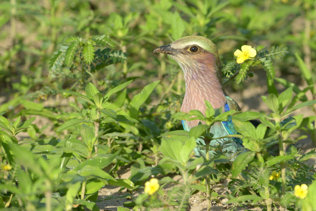 Rollier à longs brins/Lilac-breasted Roller (3)