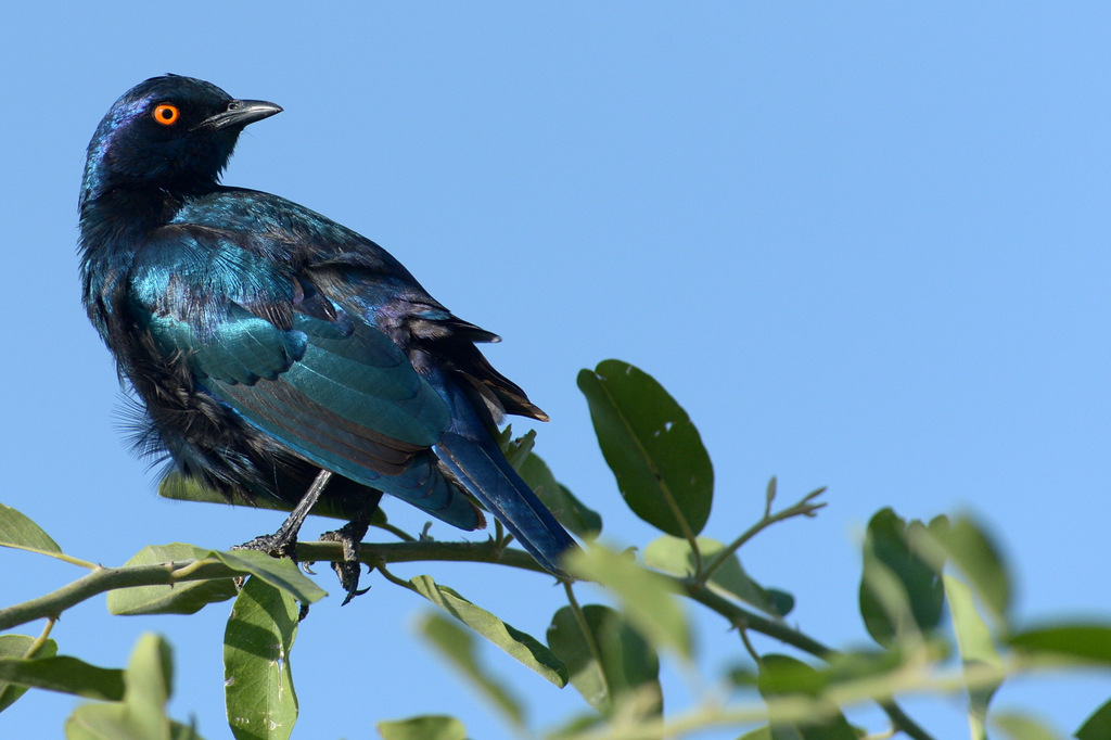 Choucador/Starling (1)