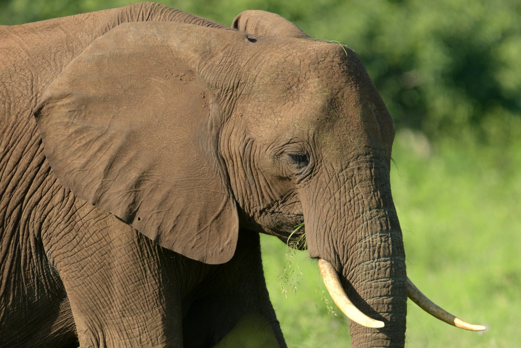 Eléphant (14)